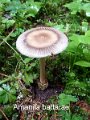 Amanita battarrae-amf196